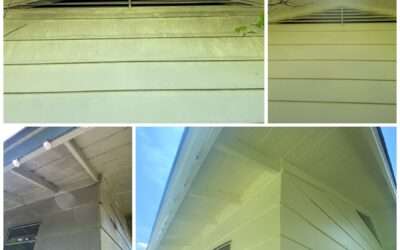 Distinctions Between Algae and Mold
